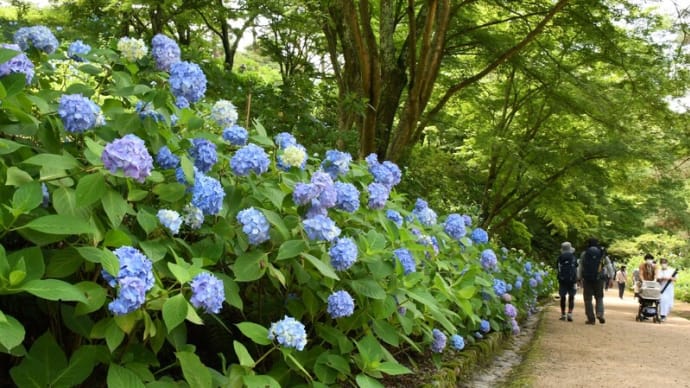 神戸市立森林植物園 2021.06.20