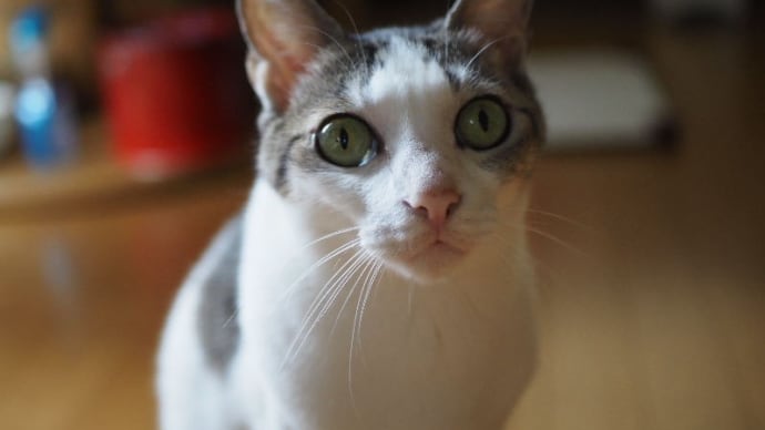 NEKO的猫なイケメーン