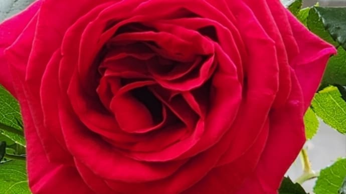 あちこち花盛り
