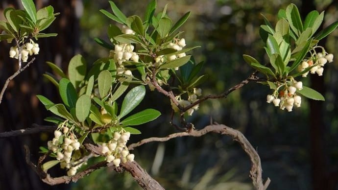 鉢植えの「ヒメイチゴノキ」