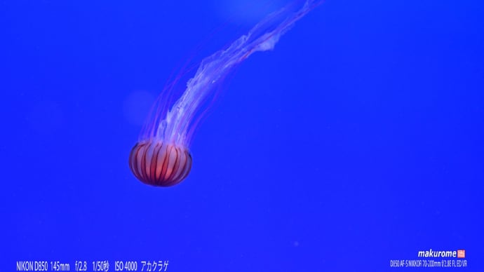 新江の島水族館 クラゲ続き