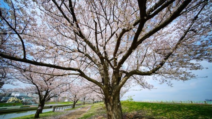荒川赤羽桜堤緑地の桜(2023.3.30撮影)