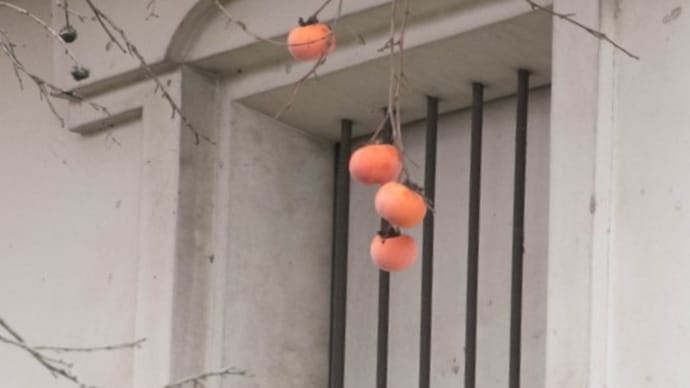 自然彷徨 会津ー柿紀行 2