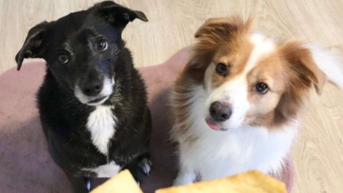 犬がいい子になる瞬間