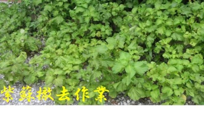 菜園日誌〈青紫蘇撤去〉(*'▽')!!玄関前に蔓延っていた青紫蘇を撤去😝