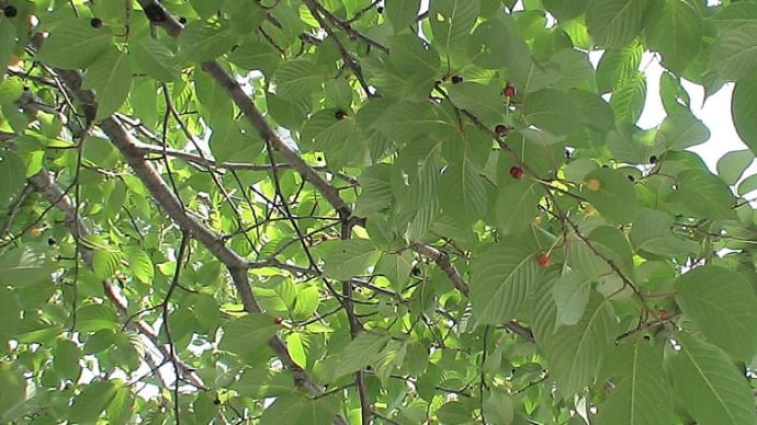 2010/06/17(木):「さくらんぼ」が生りました。