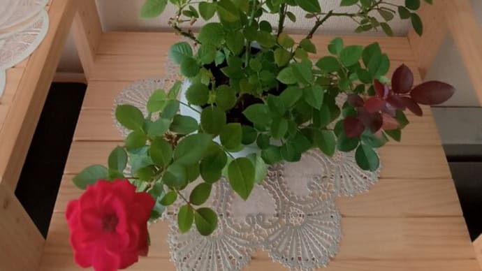 新しい芽も…♪