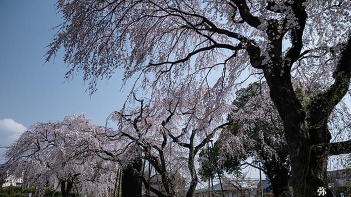 桜の樹の下。