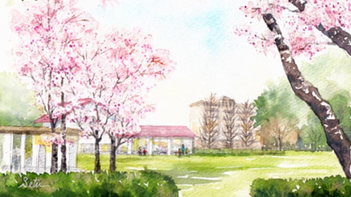 つくば市 松代公園の桜 おさんぽスケッチ にじいろアトリエ 水彩 色鉛筆イラスト スケッチ