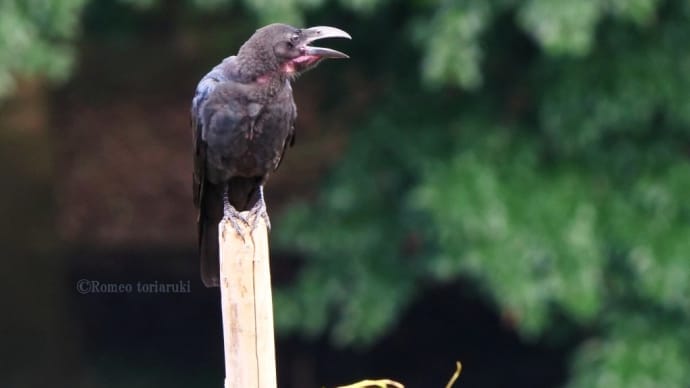 9月6日は「カラスの日」