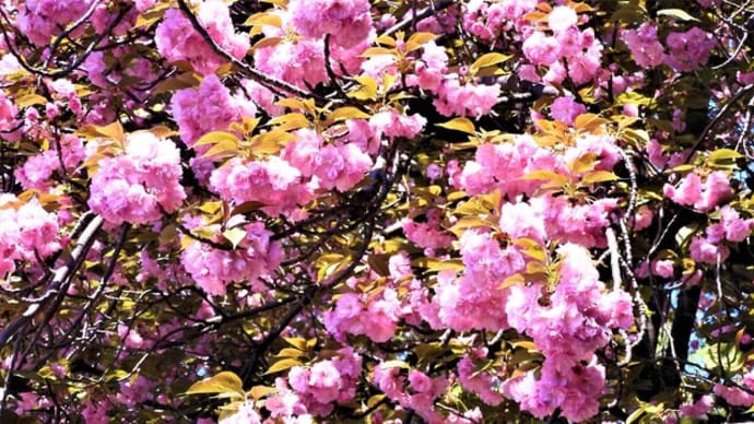 ２０２３・４・９　カーボン山の八重桜