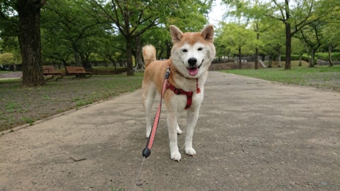 セカンド・オピニオンにはならなかった 190826
