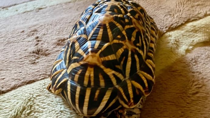 ☆ホシガメ☆甲羅が暖かいね~(~ ̄▽ ̄)~♪