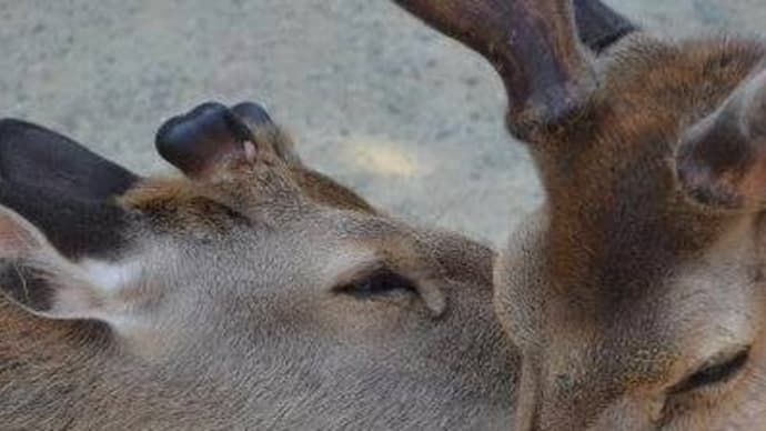 奈良県のなんでもランキング(😊)/