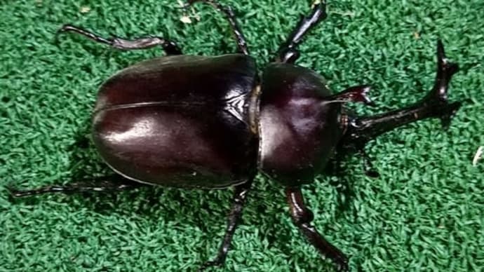 久々のカブトムシ参上