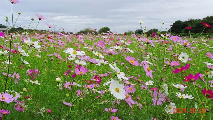 通ったら「コスモス畑」は見頃(2024/10/10)