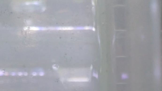 ブラックダイヤメダカの卵がほとんど孵化しました