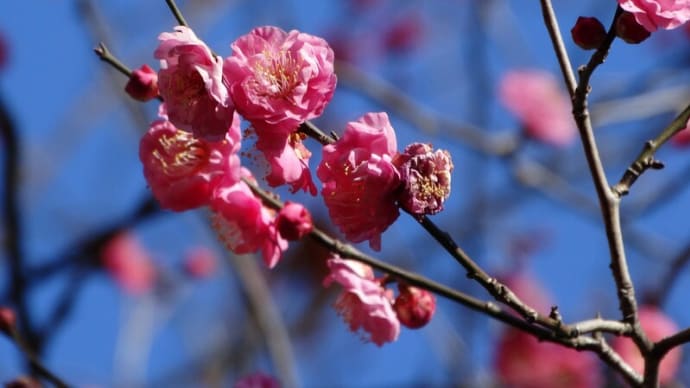 多摩川周辺の花 冬①~ウメ、ナノハナ、シマカンギク、カタバミなど