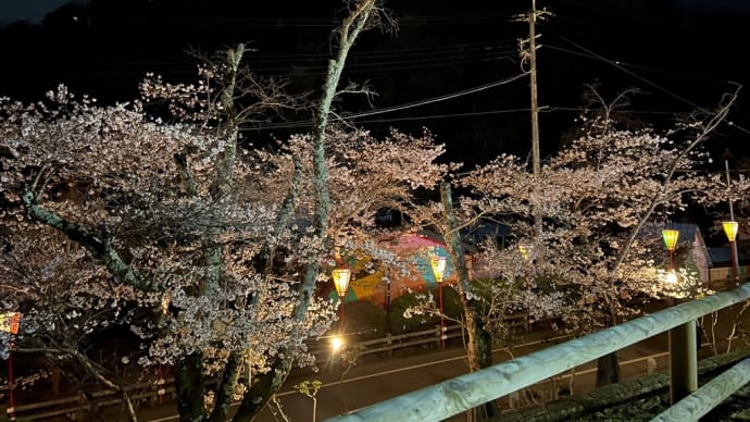血尿と夜桜見🌸