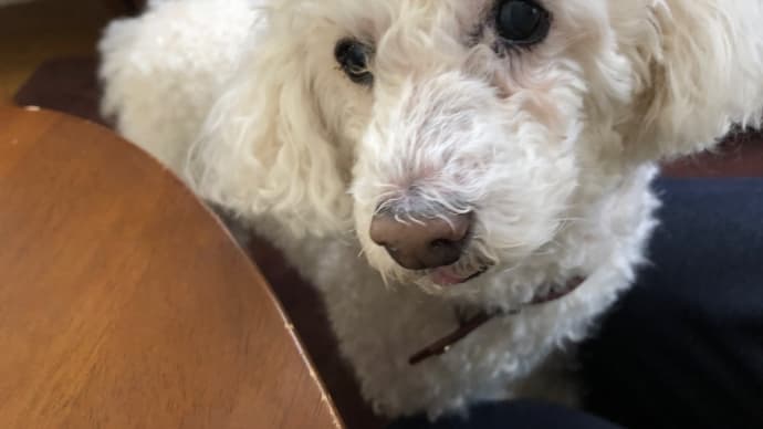 それ、食べたい🐶