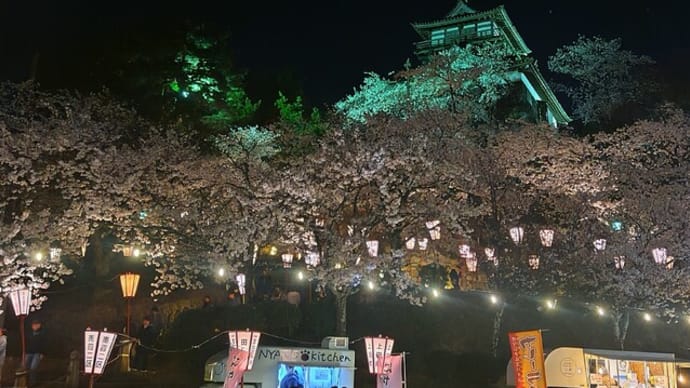 丸岡城夜桜2025.04.09