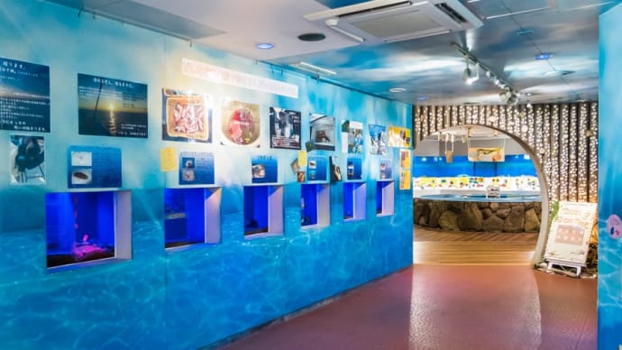 淡島水族館2Fの生き物 FILE:6　六連水槽