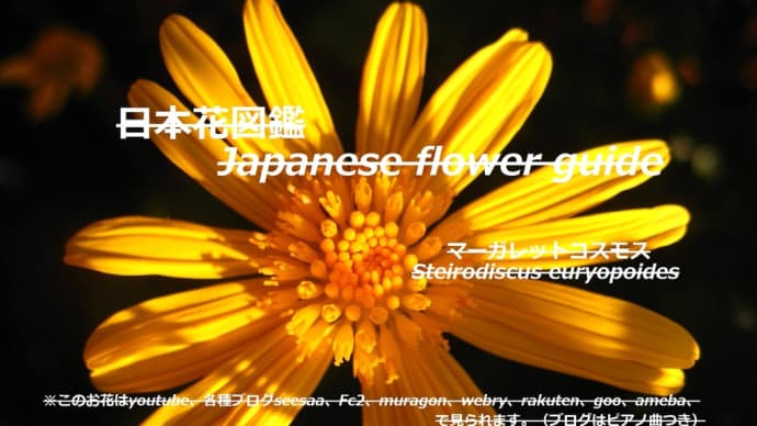 黄色い花火?!yellow fireworks? !