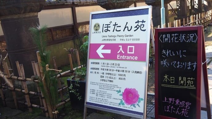 にしさんの花日記 冬ぼたん 上野東照宮付属 ぼたん苑