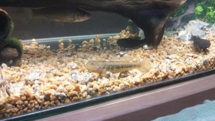 マツカツ水族館2号館