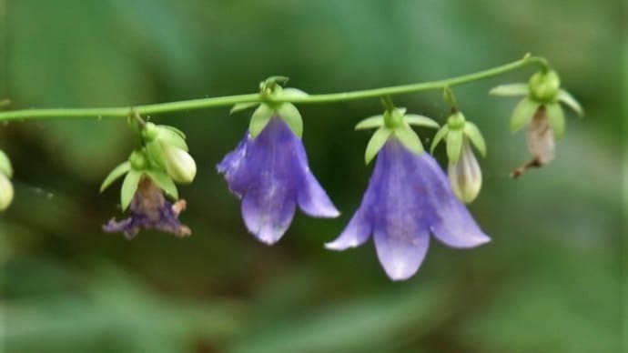 ソバナ(岨菜・蕎麦菜・杣菜)・トチバニンジン(栃葉人参)・オオスカシバの蛹化・ムシヒキアブ・セセリチョウ・日記・俳句鑑賞