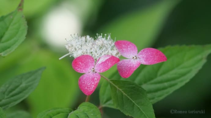紅という名の紫陽花 他