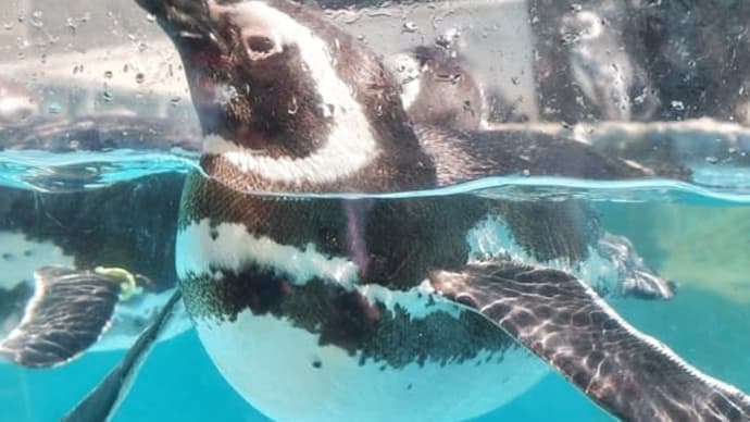 石川旅行(のとじま水族館•世界一長いベンチ•増穂浦海水浴場)😃 ☆