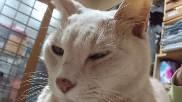 引っ付き猫