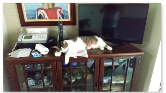 やんちゃ猫・李白の大冒険