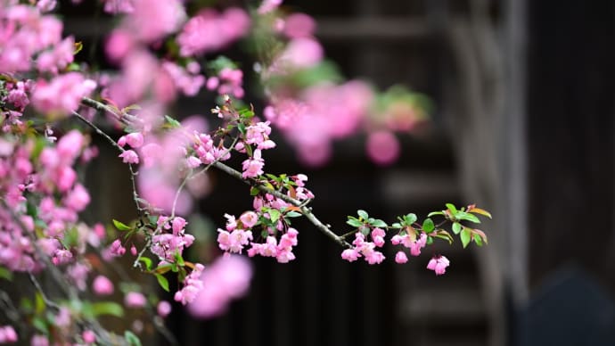 花海棠