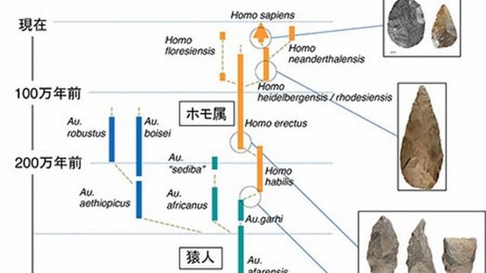 猿人からホモ属の誕生への進化1
