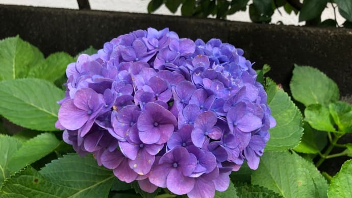 この一輪のみ