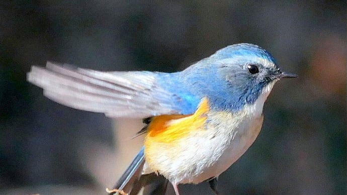 彩の国・・・比企の丘・・・鳩山の森の散歩・・・ルリビタキさんに遇った