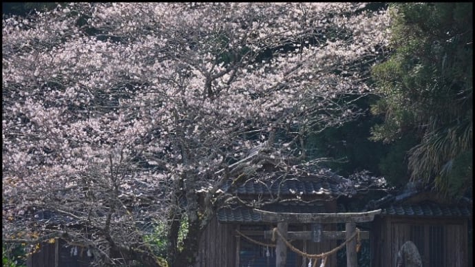 大将軍の桜