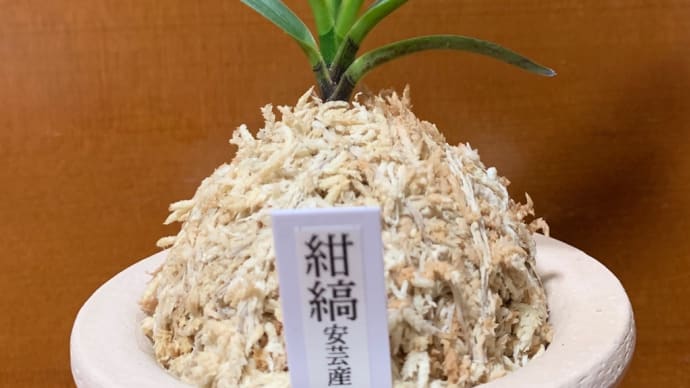 新風殿