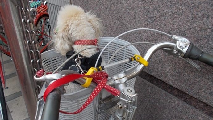 飼い主さん待ち顔