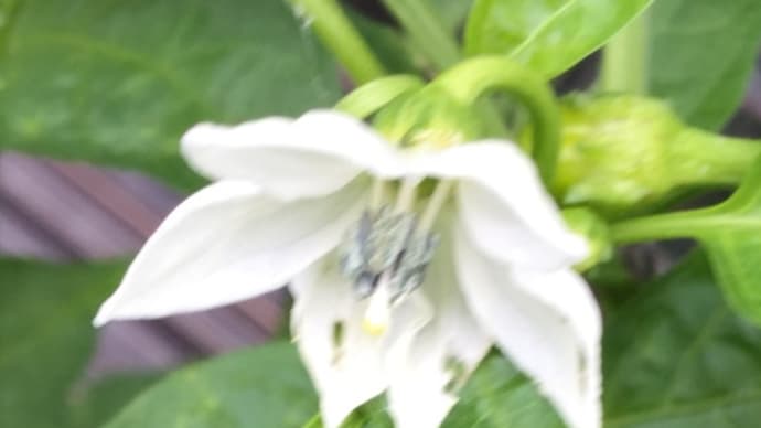 ブロガーコンテスト㊗️10000越えでポイントGET【hanacafeーこだわり野菜派ー】Gooブログ👏