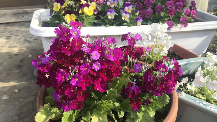 早くも帰宅日・花色々