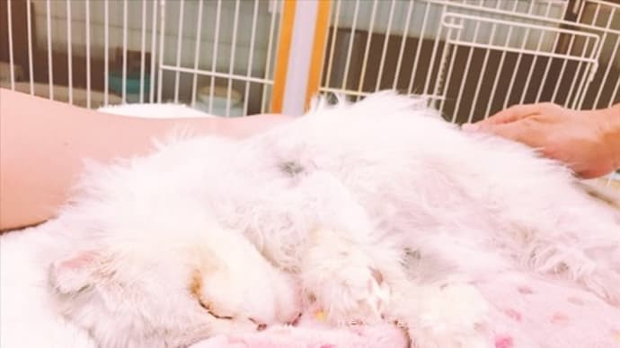幸の現状