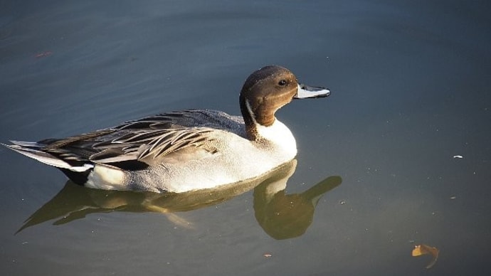水辺の散歩で出会った鳥たち
