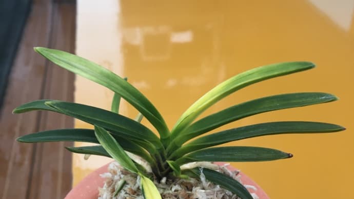 富貴蘭 金牡丹白縞