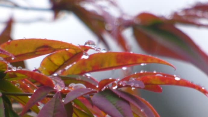 午前は雨が降ったり、やんだり・・午後は、良い天気になりました!(^_-)-☆