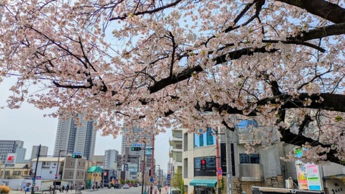 2025高槻の桜満開