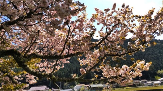 田舎で映画鑑賞とお花見