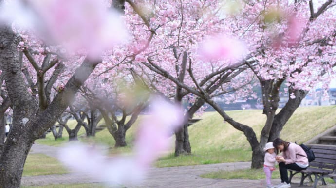 春よ来い ~ 思川桜